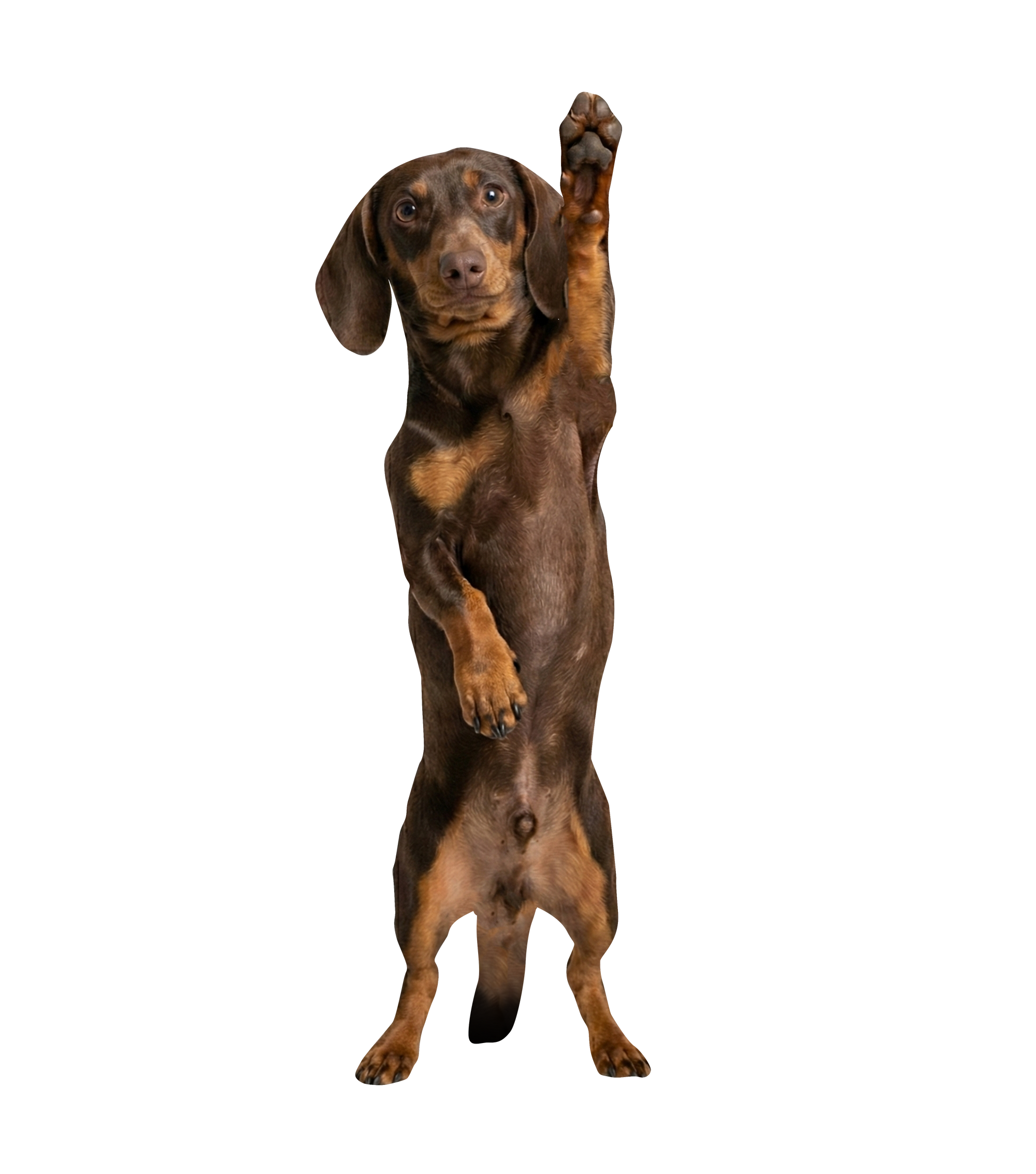 "Dachshund dog novelty necktie featuring a cute sausage dog standing and waving