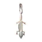 Novelty necktie featuring a realistic white gecko design, a unique and eye-catching fashion accessory.